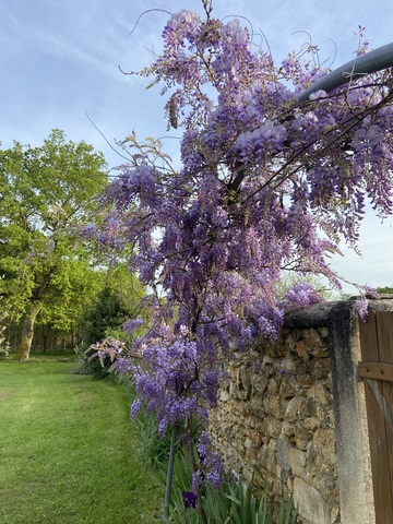 Glycine en fleur